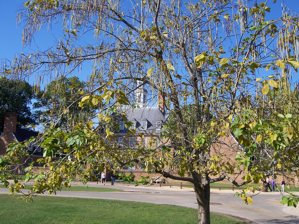 Southern catalpa,Cigar tree,Indian been tree
